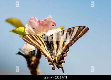 Una farfalla a coda di rondine sulla fioritura di mele rosa contro un cielo azzurro Foto Stock