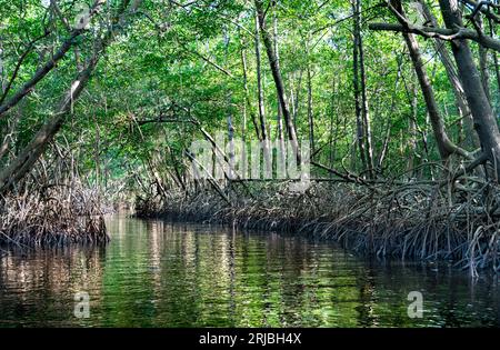 Palude che taglia attraverso la foresta di mangrovie di Trinidad con riflessi di alberi nella foresta e sole che splende tra gli alberi. Foto Stock