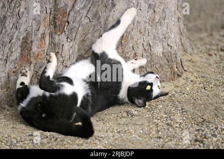 Il giovane Tuxedo Cat si rilassa all'aperto. Immagine orizzontale con messa a fuoco selettiva. Foto Stock