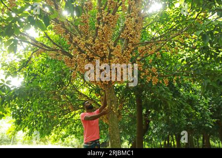 Gli agricoltori raccolgono uva birmana in un frutteto a Narsingdi, Bangladesh, 8 agosto 2023. Foto Stock