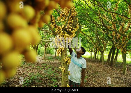 Gli agricoltori raccolgono uva birmana in un frutteto a Narsingdi, Bangladesh, 8 agosto 2023. Foto Stock