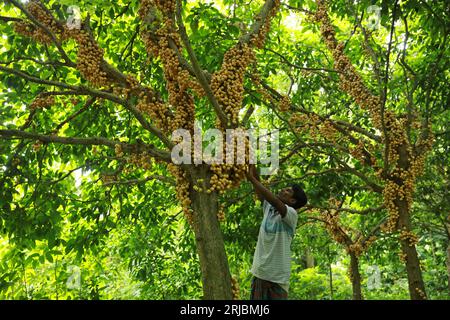 Gli agricoltori raccolgono uva birmana in un frutteto a Narsingdi, Bangladesh, 8 agosto 2023. Foto Stock