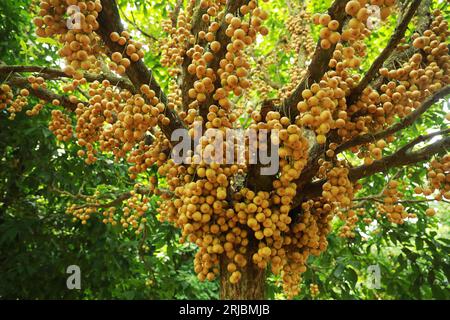 Gli agricoltori raccolgono uva birmana in un frutteto a Narsingdi, Bangladesh, 8 agosto 2023. Foto Stock