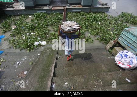 Mercato del pesce di Chandpur il più grande mercato all'ingrosso di pesce di Hilsha in Bangladesh. Hilsha pescato dal fiume Meghna. Chandpur, Bangladesh. 22 agosto, 2 Foto Stock