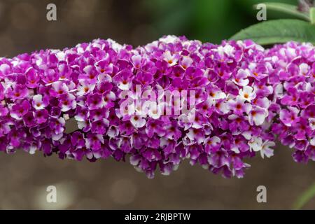 Buddleia davidii "Berries and Cream" (varietà Buddleja) con insoliti fiori viola e bianchi bicolori, Hampshire, Inghilterra, Regno Unito, durante l'estate Foto Stock