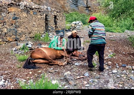 Tirando indietro un cavallo in una spedizione a Zanskar, Ladakh, India Foto Stock