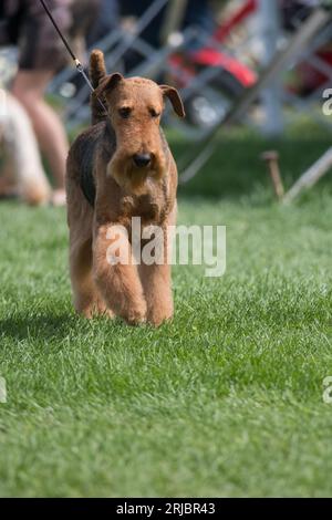 Airedale Terrier walking in the dog show ring Foto Stock