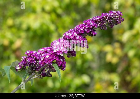 Buddleia davidii "Berries and Cream" (varietà Buddleja) con insoliti fiori viola e bianchi bicolori, Hampshire, Inghilterra, Regno Unito, durante l'estate Foto Stock