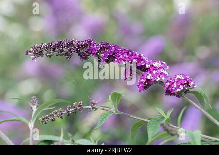 Buddleia davidii "Berries and Cream" (varietà Buddleja) con insoliti fiori viola e bianchi bicolori, Hampshire, Inghilterra, Regno Unito, durante l'estate Foto Stock
