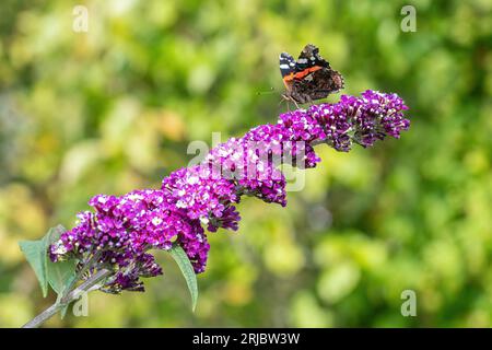 Buddleia davidii "Berries and Cream" (varietà Buddleja) con insoliti fiori viola e bianchi bicolori, Hampshire, Inghilterra, Regno Unito, durante l'estate Foto Stock