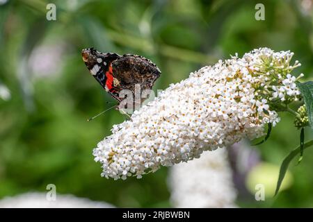 Red admiral butterfly (Vanessa atalanta) on Buddleja davidii 'Peace' (Buddleia variety) known as a butterfly bush, during summer, England, UK Stock Photo