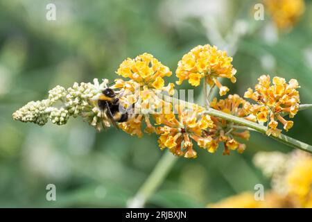 Buddleja x weyeriana «Sungold» (varietà ibrida di buddleia) con fiori giallo-arancio, arbusto fiorito durante l’estate o agosto, Inghilterra, Regno Unito Foto Stock