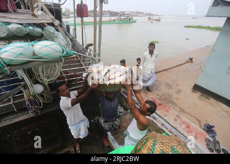 Dhaka, Bangladesh. 22 agosto 2023. Mercato del pesce di Chandpur il più grande mercato all'ingrosso di pesce di Hilsha in Bangladesh. Hilsha pescato dal fiume Meghna. Chandpur, Bangladesh. 22 agosto 2023. Localmente conosciuto come Ilish, il pesce è stato designato come pesce nazionale del Bangladesh. Hilsa, sempre una prelibatezza speciale in una casa bengalese è preparata in molti modi diversi. Si trova nella baia del Bengala e Padma, Jamuna, Meghna, Karnafully e in altri fiumi costieri del Bangladesh. Foto di Habibur Rahman/ABACAPRESS.COM Credit: Abaca Press/Alamy Live News Foto Stock