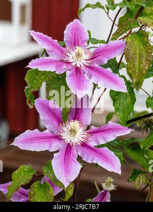 "Doctor Ruppel" primo gruppo a fiori grandi, Klematis (Clematis Hybrid) Foto Stock