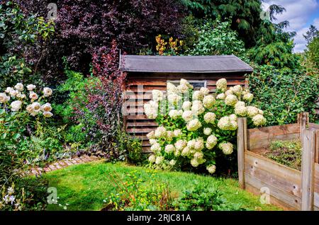 Grandi panicle bianche di Hydrangea paniculata 'Limelight' tingono di fiori rosa da un capannone nel Surrey, nel sud-est dell'Inghilterra in estate Foto Stock
