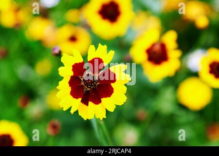 Creopsis tinctoria giardino dorato semi di pancia giallo brillante e fiori di maroon rossi in fiore, calliopsis pianta ornamentale in fiore Foto Stock