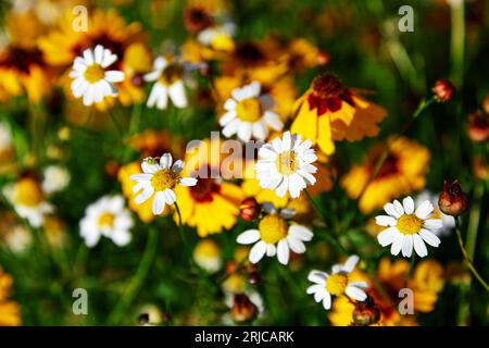 Campo di camomile e fiori di coreopsi in un giorno di sole nella natura Foto Stock