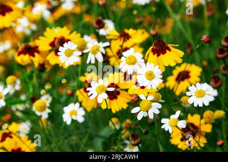 Campo di camomile e fiori di coreopsi in un giorno di sole nella natura Foto Stock