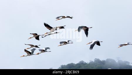 Parte di un grande gregge di cicogne dal becco giallo vola nel fiume Ruaha per sfamarsi. Come la maggior parte delle cicogne, coprono grandi distanze termalizzando a grande altezza Foto Stock