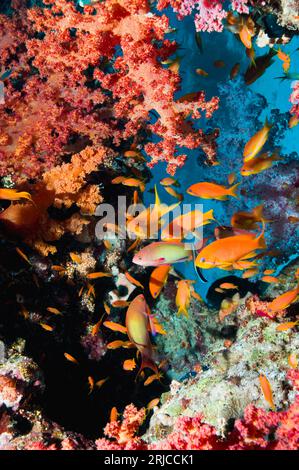 Lyretail anthias (Pseudanthias squamipinnis) con coralli molli (Dendronephthya sp.). Egitto, Mar Rosso. Foto Stock