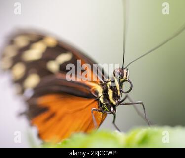 Farfalla con ala di tigre, armonia di Tithorea, primo piano su una foglia Foto Stock