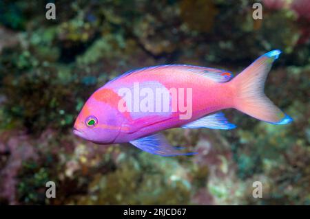 Anthias (Pseudanthias pleurotaenia) maschio. Indonesia. Foto Stock