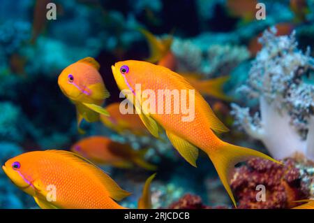 Femmine Lyretail anthias (Pseudanthias squamipinnis). Egitto, Mar Rosso. Foto Stock