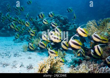 Pesce striscione del Mar Rosso (Heniochus intermedius), scuola a riposo sulla barriera corallina durante il giorno. Egitto, Mar Rosso. Foto Stock