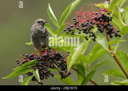 Rougequeue noir et baies de sureau noir, black redstart (Phoenicurus ochruros) e black Elderberry Foto Stock