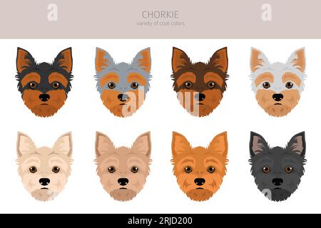 Chorkie Clipart. Mix Chihuahua Yorkshire terrier. Set di colori diversi per il rivestimento. Illustrazione vettoriale Illustrazione Vettoriale