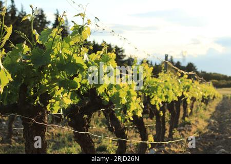 Fila di viti al sole del tardo pomeriggio con spazio di testo o copia. Concetto di fondo viticolo nell’AOP (DOP) protetto Châteauneuf-de-gadagne Francia Foto Stock