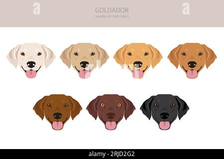 Goldador clipart. Golden retriever Labrador mix. Set di colori diversi per il rivestimento. Illustrazione vettoriale Illustrazione Vettoriale