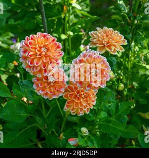 Il dahlia (nome, armonia Hapet) nel giardino dahlia Baden vicino al vicolo lichtentaler. Baden Baden, Baden Wuerttemberg, Germania Foto Stock
