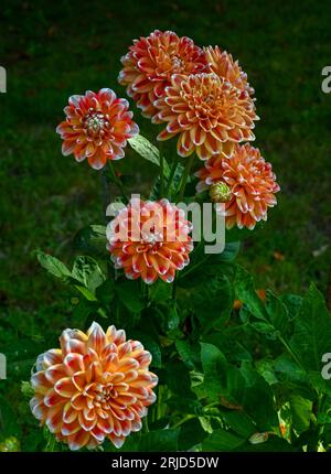 Il dahlia (nome, armonia Hapet) nel giardino dahlia Baden vicino al vicolo lichtentaler. Baden Baden, Baden Wuerttemberg, Germania Foto Stock