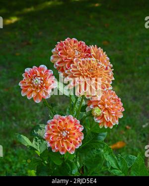 Il dahlia (nome, armonia Hapet) nel giardino dahlia Baden vicino al vicolo lichtentaler. Baden Baden, Baden Wuerttemberg, Germania Foto Stock