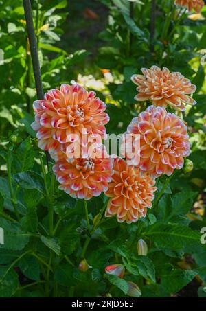 Il dahlia (nome, armonia Hapet) nel giardino dahlia Baden vicino al vicolo lichtentaler. Baden Baden, Baden Wuerttemberg, Germania Foto Stock