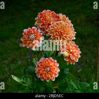 Il dahlia (nome, armonia Hapet) nel giardino dahlia Baden vicino al vicolo lichtentaler. Baden Baden, Baden Wuerttemberg, Germania Foto Stock