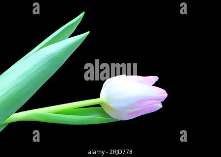 STILL Life: Un singolo tulipano rosa orizzontale su sfondo nero. Foto Stock