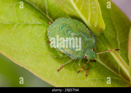 Ninfa comune Green Shieldbug (Palomena prasina) su una foglia Foto Stock