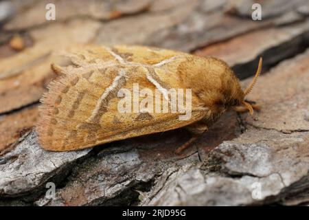 Primo piano naturale sulla falena europea del gufo arancio, Triodia sylvina, seduto sul legno Foto Stock