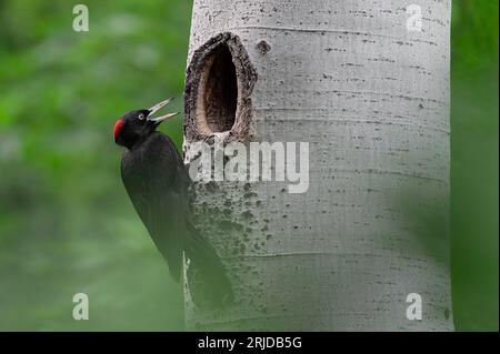 The call, black woodpeckers male on nest (Dryocopus martius) Stock Photo