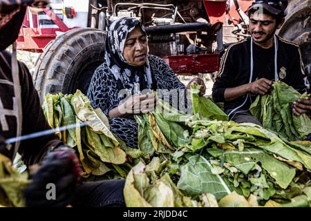 Aleppo, Siria. 21 agosto 2023. I lavoratori legano foglie di tabacco prima di impiccarle ad asciugare in una piantagione di tabacco nel villaggio di al-Jalamah ad Afrin. Credito: Anas Alkharboutli/dpa/Alamy Live News Foto Stock