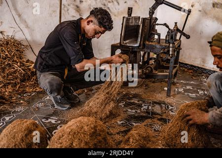 Aleppo, Siria. 21 agosto 2023. Un operaio siriano taglia le foglie di tabacco arrotolate in preparazione alla vendita al mercato nel villaggio di al-Jalamah ad Afrin. Credito: Anas Alkharboutli/dpa/Alamy Live News Foto Stock