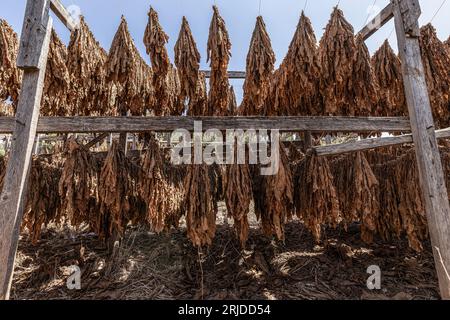 Aleppo, Siria. 21 agosto 2023. Le foglie di tabacco sono appese in fila in una piantagione nel villaggio di al-Jalamah ad Afrin. Credito: Anas Alkharboutli/dpa/Alamy Live News Foto Stock