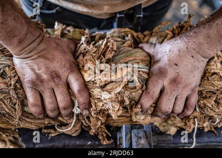 Aleppo, Siria. 21 agosto 2023. Un operaio siriano prepara le foglie di tabacco arrotolate prima di venderle al mercato del villaggio di al-Jalamah ad Afrin. Credito: Anas Alkharboutli/dpa/Alamy Live News Foto Stock