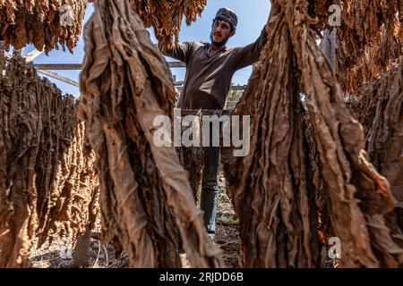 Aleppo, Siria. 21 agosto 2023. Un operaio siriano controlla le foglie di una pianta di tabacco durante la fase di essiccazione nel villaggio di al-Jalamah ad Afrin. Credito: Anas Alkharboutli/dpa/Alamy Live News Foto Stock