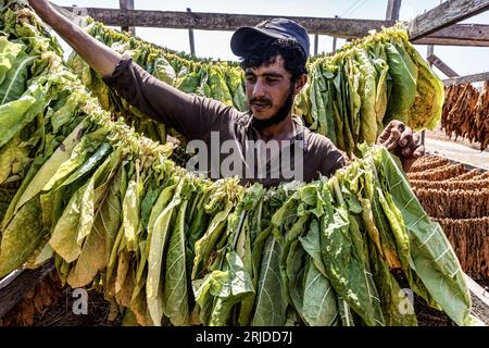 Aleppo, Siria. 21 agosto 2023. Un operaio siriano impicca foglie di tabacco raccolte per asciugarsi in una piantagione di tabacco nel villaggio di al-Jalamah ad Afrin. Credito: Anas Alkharboutli/dpa/Alamy Live News Foto Stock