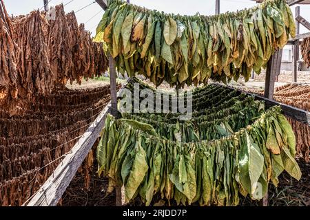 Aleppo, Siria. 21 agosto 2023. Le foglie di tabacco sono appese in fila in una piantagione nel villaggio di al-Jalamah ad Afrin. Credito: Anas Alkharboutli/dpa/Alamy Live News Foto Stock