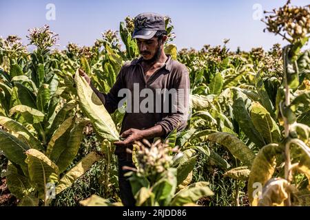 Aleppo, Siria. 21 agosto 2023. Un contadino lavora in una piantagione di tabacco nel villaggio di al-Jalamah ad Afrin. Credito: Anas Alkharboutli/dpa/Alamy Live News Foto Stock