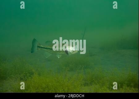 Largemouth Bass Micropterus salmoides con bocca larga e ampia Foto Stock